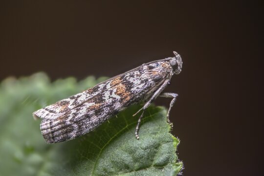 Dark pine knot horn, dioryctria abietella, spruce cone moth, insects, moths, moths, butterflies