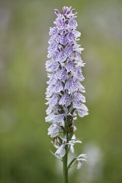 Moorland spotted orchid (Dactylorhiza maculata), North Rhine-Westphalia, Germany