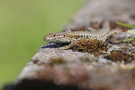 Wall lizard (Podarcis muralis), European wall lizard, in a vineyard, portrait, reptiles, animals, lizards, Cochem, Moselle, Rhineland-Palatinate, Germany