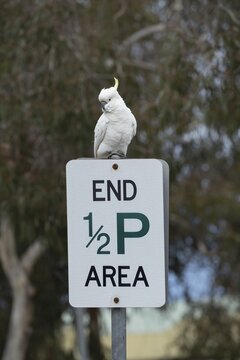 Sulphur-crested cockatoo (Cacatua galerita) adult bird sitting on a road sign, Lorne, Victoria, Australia