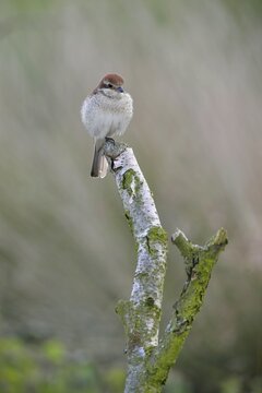 Red-backed Shrike (Lanius collurio), female, Emsland, Lower Saxony, Germany