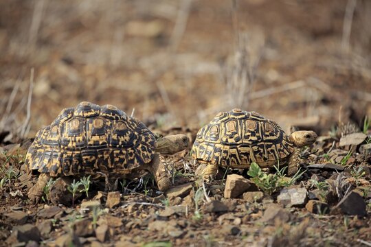 Leopard tortoises (Testudo pardalis), adult, couple, Kruger National Park, South Africa