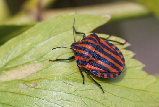 Graphosoma italicum, minstrel bug, striped bug, leaf bugs, insects, bugs