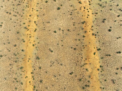 Parallel, linear sand dunes grown with camelthorn trees (Vachellia erioloba) in the Kalahari Desert. During the rainy season with green vegetation. Aerial view. Drone shot. Namibia