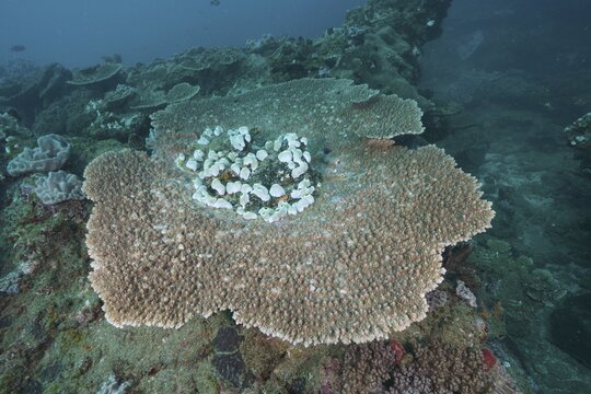 Flat hyacinth Acropora, table coral (Acropora hyacinthus) with dense structure on a substrate-rich seabed. Dive site Sodwana Bay National Park, Maputaland Marine Reserve, iSimangaliso Wetland Park, KwaZulu Natal, South Africa