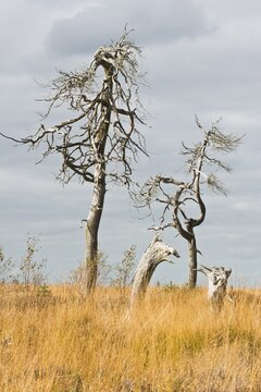 Dead pines in a bog (Pinus sylvestris), High Fens, Belgium