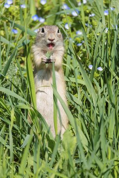 A fully grown European ground squirrel (Spermophilus citellus) eats leaves and flowers in a green meadow with tall vegetation on a sunny day. Austria