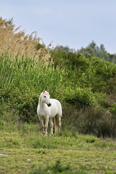 Camargue horse (Equus caballus), a mare standing in a meadow, Saintes-Marie-de-la-Mer, Camargue, southern France, France
