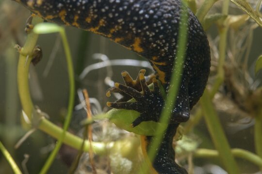 Great crested newt, crested newt, northern crested newt, Triturus cristatus, amphibians, amphibians, egg deposition, egg laying, female, amphibians, newt, northern crested newt, warty newt, female