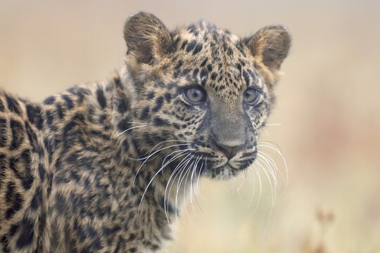 Indian indian leopard (Panthera pardus fusca) young in a meadow, animal portrait, Czech Republic