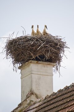 Three young Storks (Ciconiidae) perched on a nest, Krumbach, Lower Austria, Austria, Europe