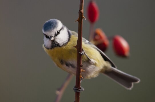Blue tit, parus caeruleus, autumn, birds, autumn, tits, passeri, songbirds, songbirds, tits, birds
