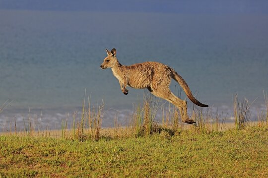 Eastern grey kangaroo (Macropus giganteus), adult, on beach, in a meadow, by the sea, Maloney Beach, New South Wales, Australia