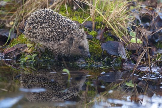 Erinaceus europaeus, hedgehog, insectivora, insectivora, insectivora, mammals, prickly, mammals
