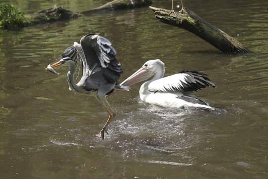 Grey heron (Ardea cinerea) snatches a fish from a australian pelican (Pelecanus conspicillatus), Vogelpark Walsrode, Lower Saxony, Germany