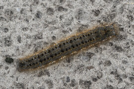 Blackberry moth (Macrothylacia rubi), caterpillar, Emsland, Lower Saxony, Germany