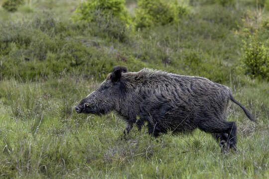 With its head held high, the wild boar (Sus scrofa) crosses a heathland, late spring, early summer, defence, June, Denmark