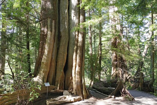 Forest with giant trees, Ucluelet, Pacific Rim National Park, Vancouver Island, British Columbia, Canada