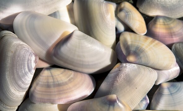 Shells