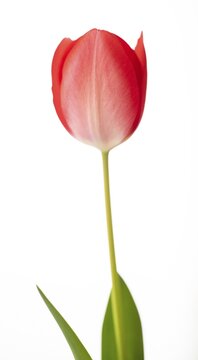 Blooming red tulip (Tulipa) in front of a white background, Baden-W&uuml;rttemberg, Germany