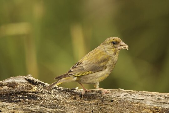 European greenfinch (Chloris chloris) at the summer feeding site, Allg&auml;u, Bavaria, Germany