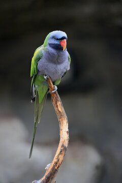 Lord Derby's parakeet (Psittacula derbiana), adult, on standby, captive, Southeast Asia