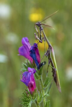 Empusa pennata, crested mantis, extremadura, mantis, high size, portrait format, insects, Spain