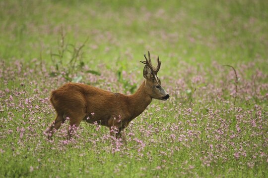 European roe deer (Capreolus capreolus) strong, abnormal buck in flowering meadow, Lower Austria, Austria