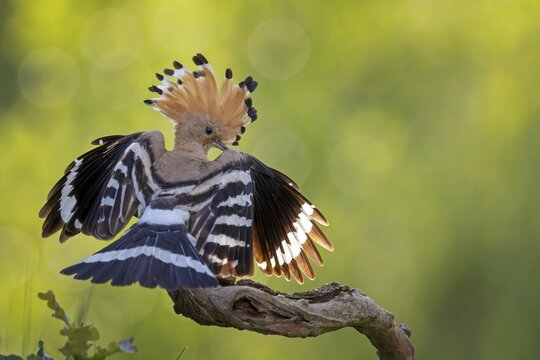 Hoopoe (Upupa epops) bird of the year 2022, male, bridal gift, prey, foraging, interaction, landing on branch, raised bonnet, sunrise, interaction, food delivery, climate change, Middle Elbe Biosphere Reserve, Saxony-Anhalt, Germany