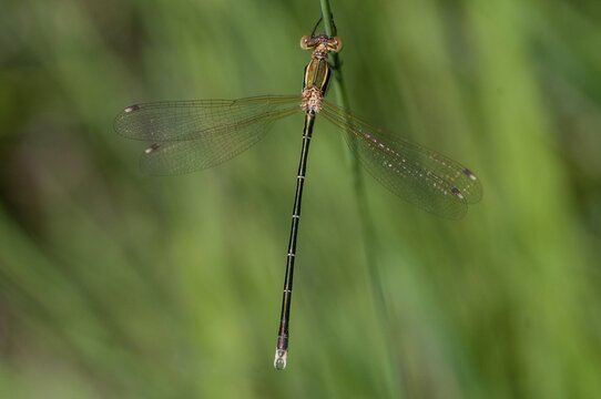 Leste Barbarus, Migrant Spreadwing, Shy Emerald Damselfly, Southern Emerald Damselfly, Damselflies, Dragonflies, Insects, Dragonflies, Odonata, Zygoptera