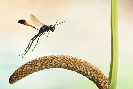 Red-banded sand wasp (Ammophila sabulosa), in flight, on Calm (Acorus calamus), Germany