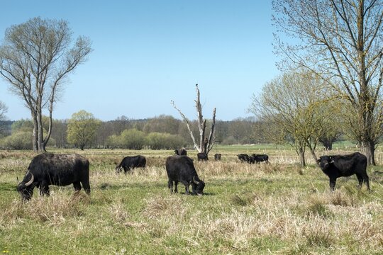 Artiodactyla, Bubalus Arnee, Even-Toed Ungulate, Frie&szlig;nitzer See, Germany, Greiz, Pairhoofes, Thuringia, Water Buffalo, Grazing, Domesticated Animals, Extensive Grazing, Grazing, Pets, Mammals, Vogtland