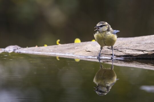 Blue tit, parus caeruleus, bath, bathe, bird bath, birds, tit, mirror, passeri, songbirds, mirror image, tits, potion, birdbath, birds, watering place