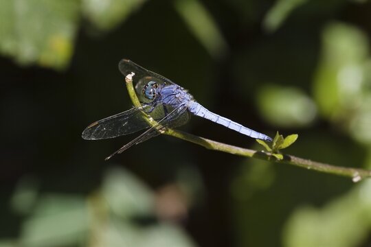 Dragon Fly (Orthetrum), Krka National Park, Dalmatia, Croatia, Europe