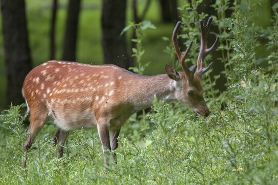 Artiodactyla, Cervus Nippon, even-toed ungulate, Japanese deer, cloven-hoofed, sika deer, sika deer, spotted deer, males, mammals, males, mammals