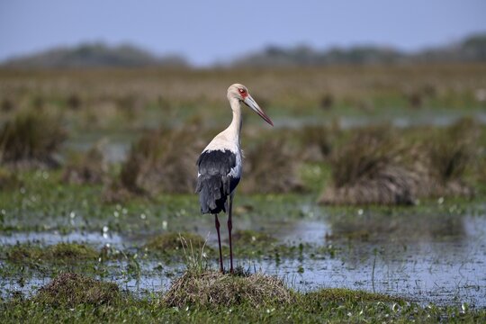Maguari stork (Ciconia maguari), Cambyret&aacute;, Esteros del Iber&aacute;, Corrientes Province, Argentina