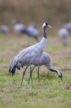 A crane (Grus grus) in a meadow, Gro&szlig; Mohrdorf, Lower Saxony, Germany
