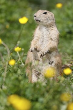 Black-tailed Prairie Dog (Cynomys ludovicianus) in a flowering meadow, Germany