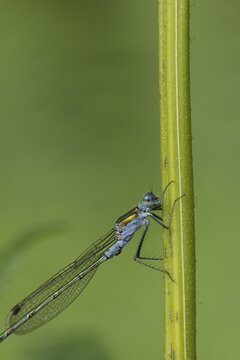 Emerald damselfly (Lestes sponsa) adult male insect resting on a plant stem, Suffolk, England, United Kingdom