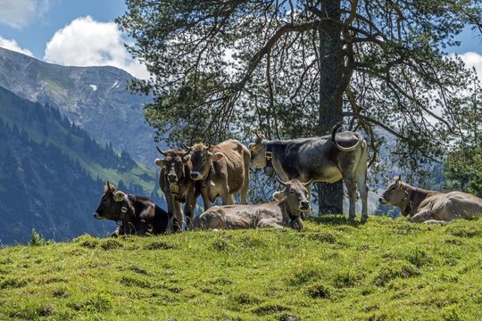 Cows on pasture under trees, Hinterstein, Bad Hindelang, Oberallg&auml;u, Allg&auml;u, Bavaria, Germany
