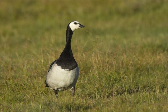 Barnacle Goose (Branta leucopsis) in meadow, Ramsvik, Sweden
