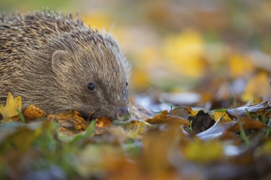 European hedgehog (Erinaceus europaeus) adult animal amongst fallen autumn leaves, Suffolk, England, United Kingdom