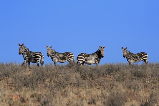 Cape Mountain Zebra (Equus zebra zebra), adult, group, alert, foraging, Mountain Zebra National Park, Eastern Cape, South Africa