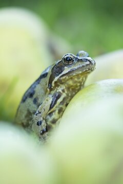 Common frog (Rana temporaria) adult amphibian amongst fallen apples in a garden, Suffolk, England, United Kingdom