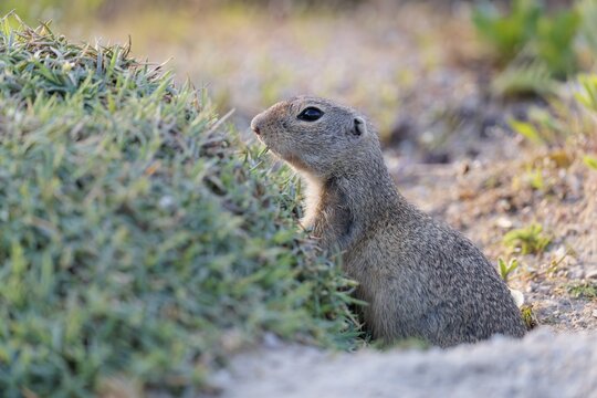 A fully grown ground squirrel (Spermophilus citellus) sits on gravel next to green vegetation on a sunny day in hilly terrain. Austria