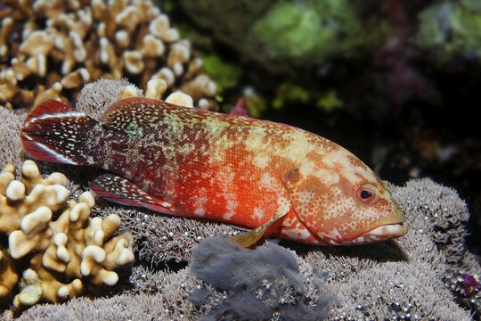 Flagtail Rockcod (Cephalopholis urodeta), Great Barrier Reef, Unesco World Heritage Site, Pacific, Australia