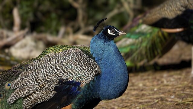 Peacock with magnificent plumage in natural surroundings, vegetation in the background, Plaka Forest Forest, Kos, Dodecanese, Greek Islands, Greece