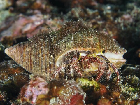 A dark-knee hermit crab (Dardanus lagopodes) hiding on the seabed, dive site SD, Nusa Ceningan, Nusa Penida, Bali, Indonesia