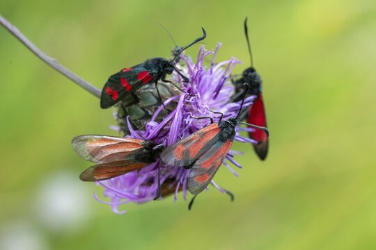 Beaver ram, blood droplet burnet, acorn ram, common blood droplet, six-spot ram, six-spot burnet, thyme ram, zygaena filipendulae, zygaena minos, blood droplets, burnet, butterfly, insects, moths, moths, moth, butterfly, ram