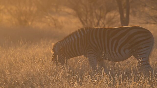 Zebra in golden sunrise light in the Kalahari